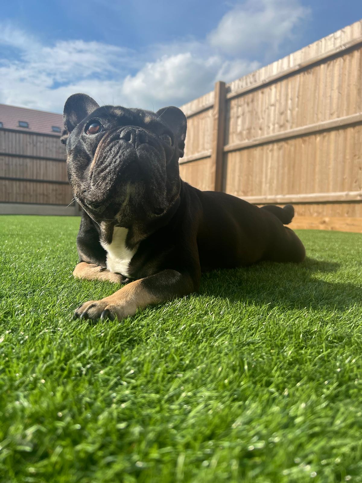 French Bulldog on lawn in Milton Keynes