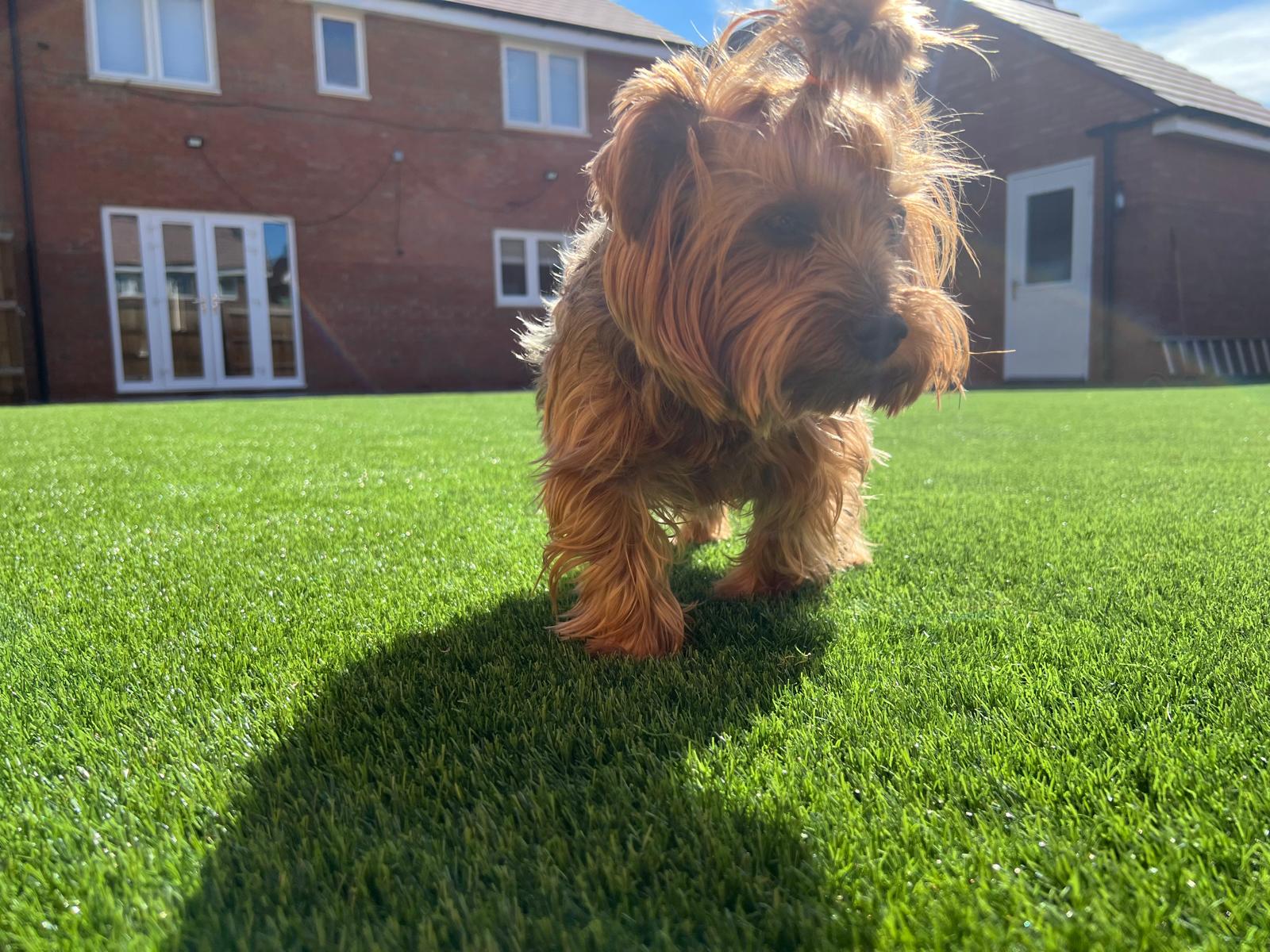 Pet-Friendly Lawns artificial grass installation