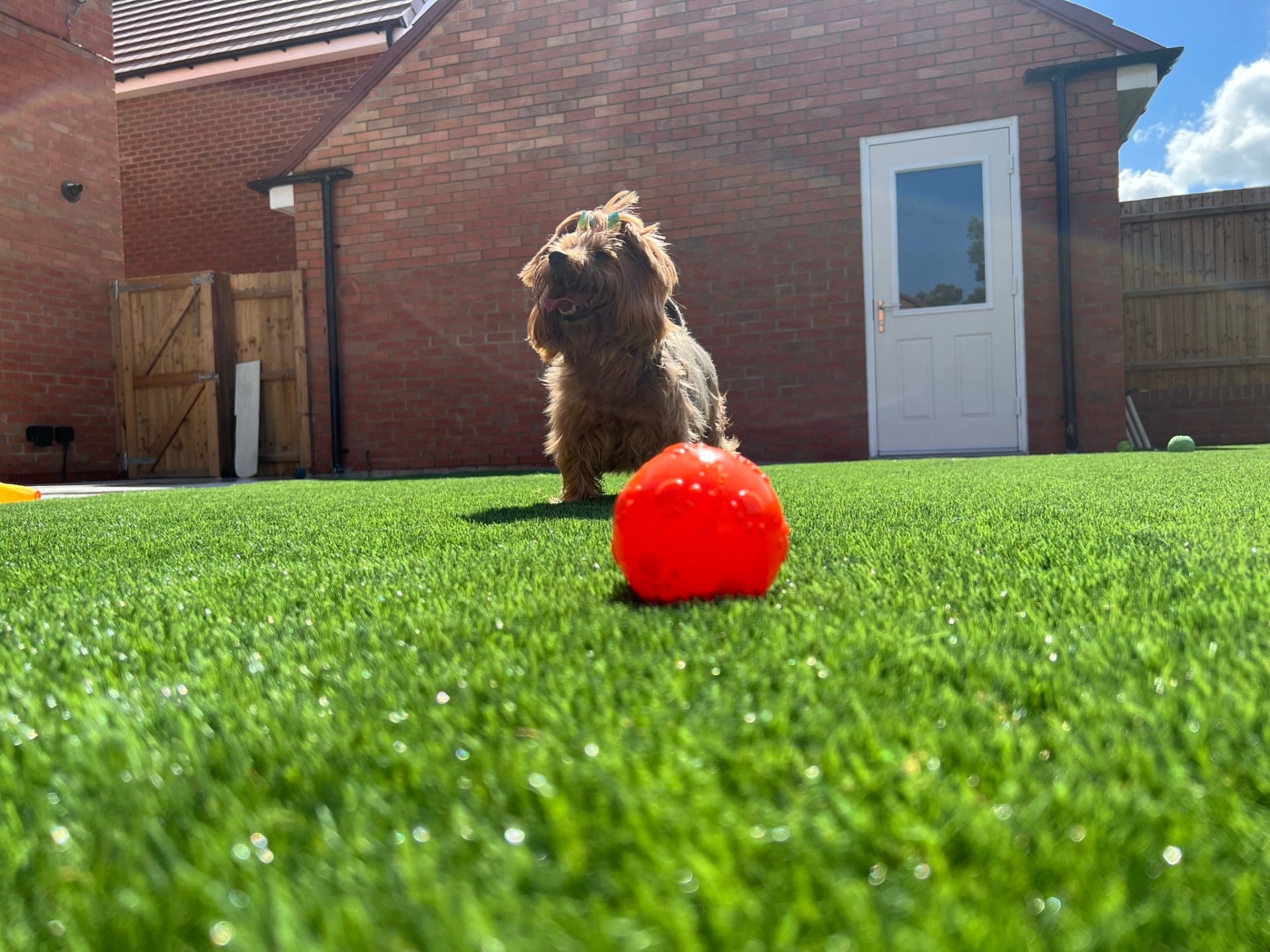 Dog-friendly lawn in Dunstable