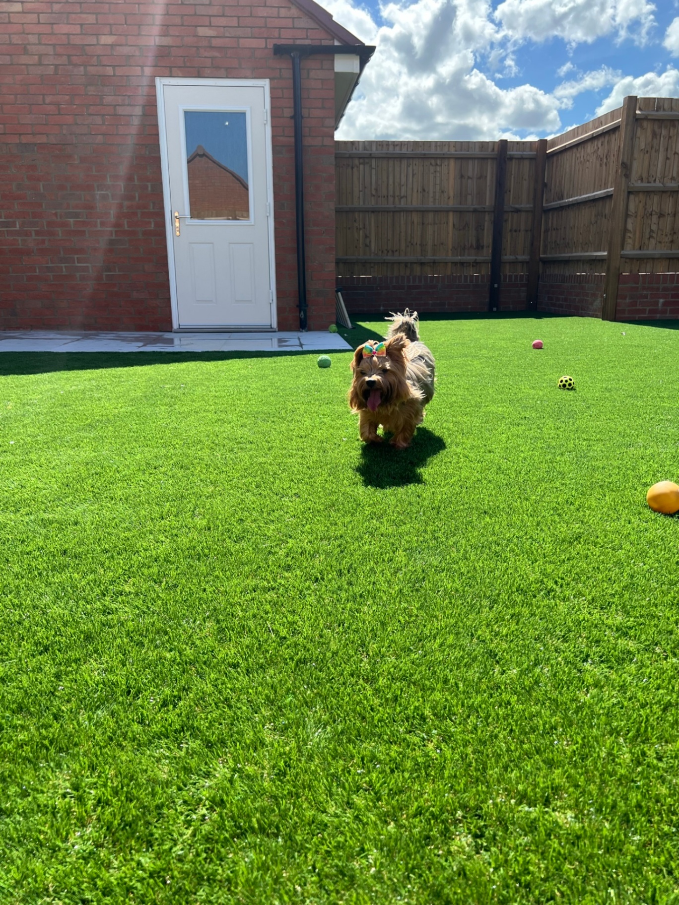 Pet garden with yorkie in Dunstable